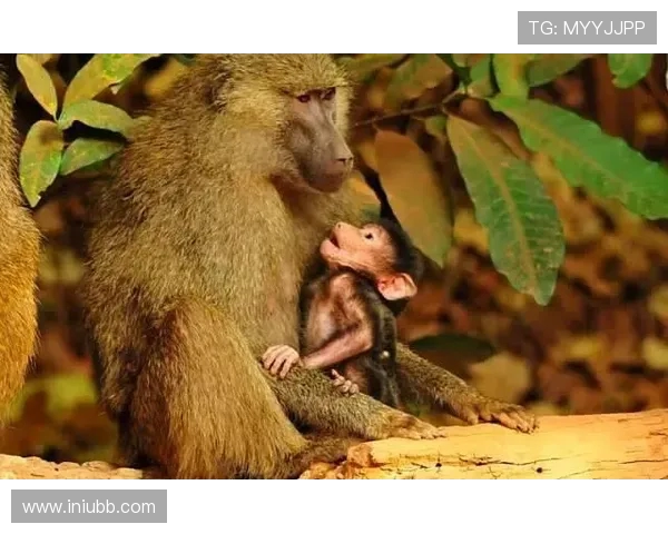 坦桑尼亚与肯尼亚的足球对决分析与展望